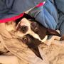 good dog