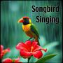 Songbird Singing