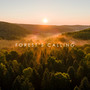 Forest’s Calling: Bubbling Creek, Bird Songs, Woodland Waterfall, Rainfall for Relaxation Meditation