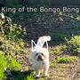 King of the Bongo