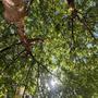 Bracken Fern / Jacaranda