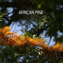 African Pine