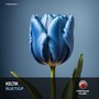 Blue Tulip