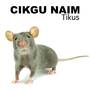 Tikus