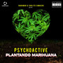 PLANTANDO MARIHUANA (Explicit)