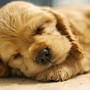 Pure Tunes for Dogs' Serene Evenings