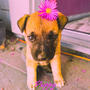 Puppy Luv