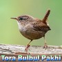 Tora Bulbul Pakhi