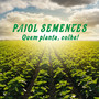 Paiol Sementes Quem Planta Colhe