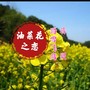 油菜花之恋《蒋婴、踏雪飞鹰》