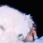 21 (Explicit)