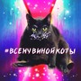 Всему виной коты