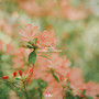 Can't Help But Loving You (Chill Mix)