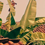 Detak jantung