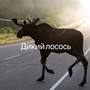 Дикий лосось