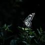 Butterfly (Explicit)