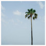 Palm Trees