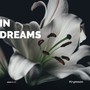 In Dreams (Original Motion Picture Soundtrack)