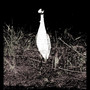 Night Heron EP