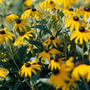 Black Eyed Susan