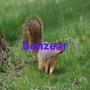 benzear