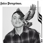 Falco Peregrinus (Explicit)
