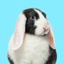 Hasie Hop