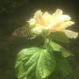 The Garden (Explicit)