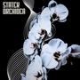 Orchidea