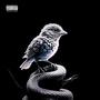 BIRDS DON'T SING, THEY SCREECH IN PAIN (SECRETLY) [Explicit]