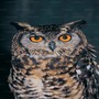 Eagle Owl