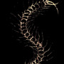 centopeias (Explicit)