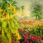 ANGEL'S TRUMPETS