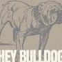 HEY BULLDOG