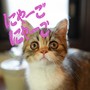 にゃーごにゃーご