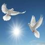 birds talkin