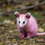 Pink Possum