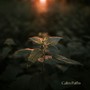 Calm Paths