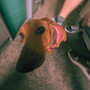 Dog Days (Explicit)