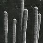Saguaro