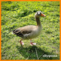 sillygoose