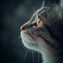 Soothing Melodies for Relaxing Cats