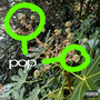 pop (Explicit)