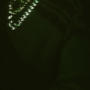 GREEN FREESTYLE (Explicit)
