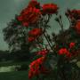 Wounded Roses (feat. Young Brody) [Explicit]