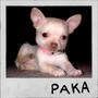 Paka