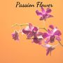 Passion Flower