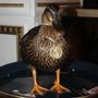 Dawn Ducky (feat. Dawn Ducky) [Explicit]