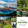 True Nature Sounds: Calm & Relaxing Music, Songs for Stress Relief, Healing Therapy, Soothing Ambient