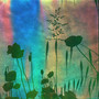 Jelly Wind
